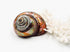 pearled copper turbo seashell